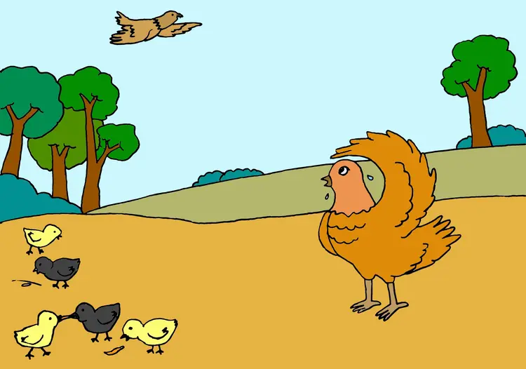 49.A Mother Hen's Love