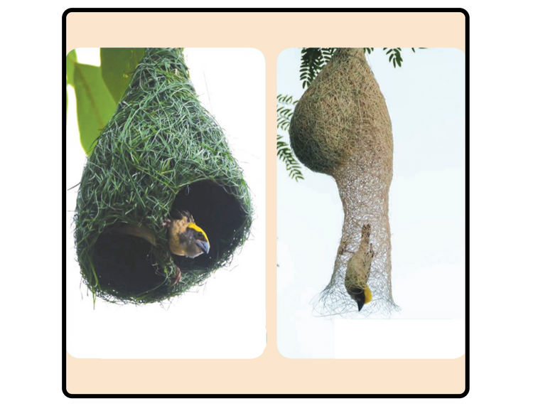 စာဘူးတောင်းသိုက်ကလေးများ